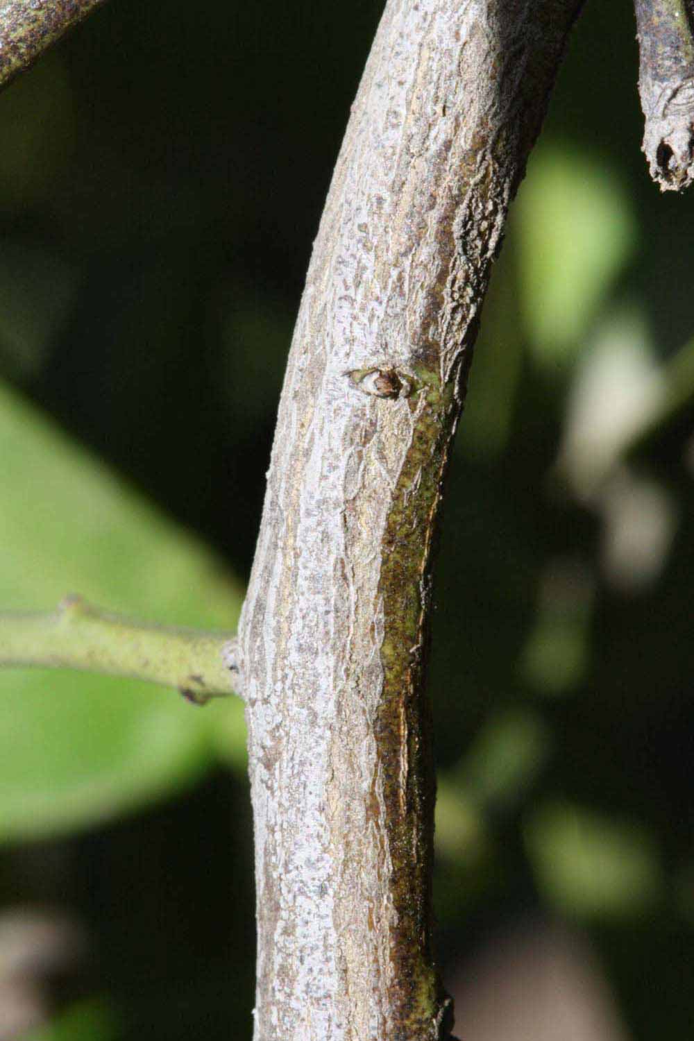              Second - third year twig (Riverside, CA)       